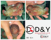 1 Male  B8 4in - Live Kamfa F3 Flowerhorn Fish - Big KOK USA Stock